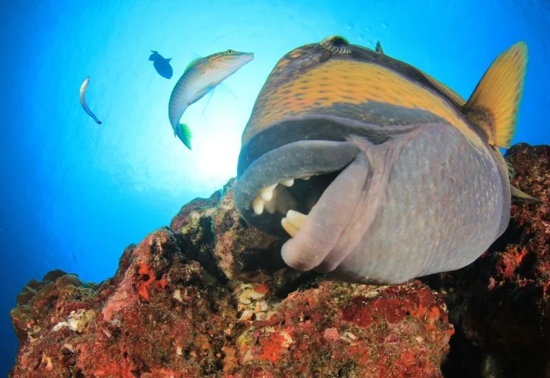 What to do When Encounter a Triggerfish during Fishing