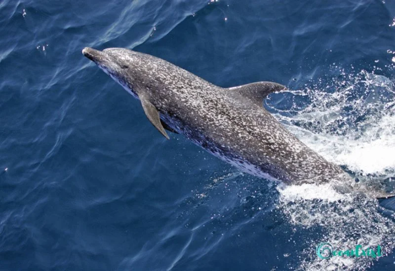 Atlantic Spotted Dolphin