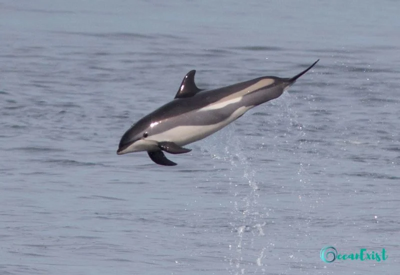 Atlantic White-Sided Dolphin