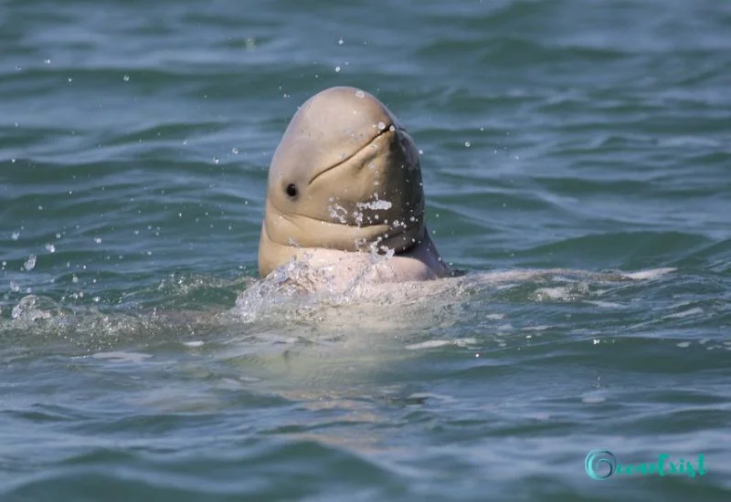 Australian Snubfin Dolphin