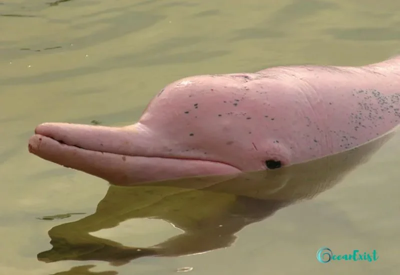 Bolivian River Dolphin