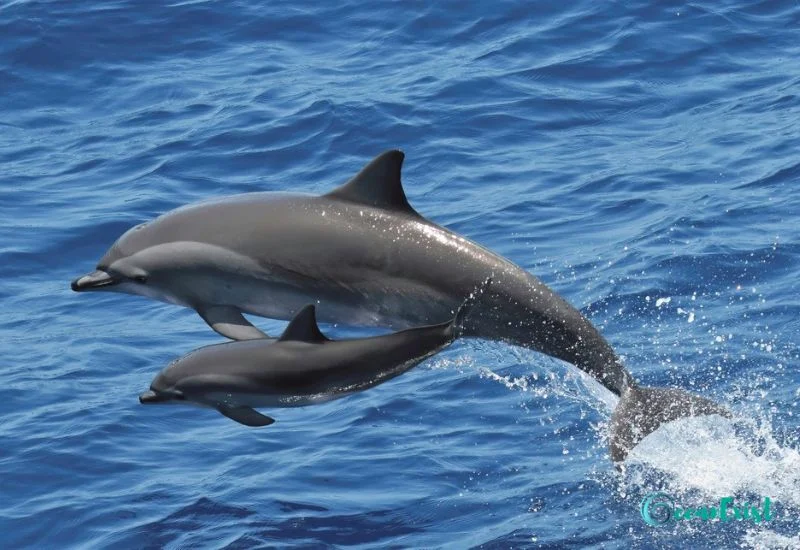 Clymene Dolphin