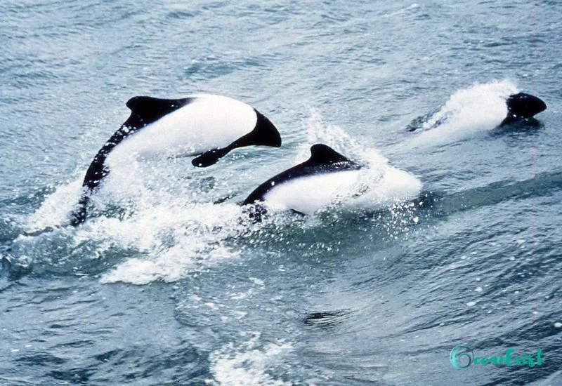 Commerson's Dolphin