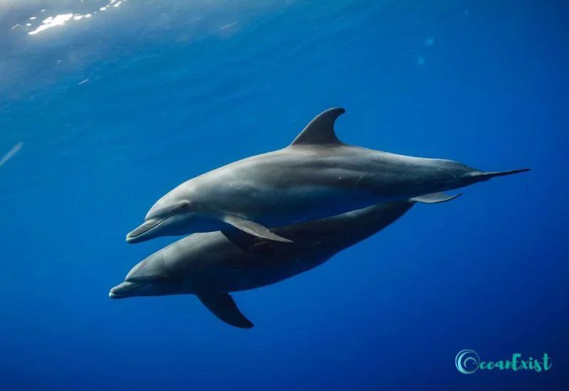 Common Bottlenose Dolphin