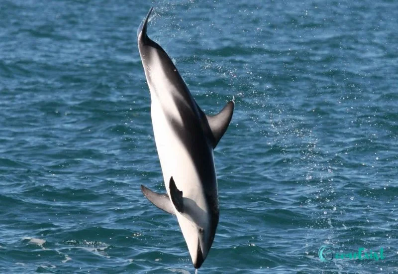 Dusky Dolphin