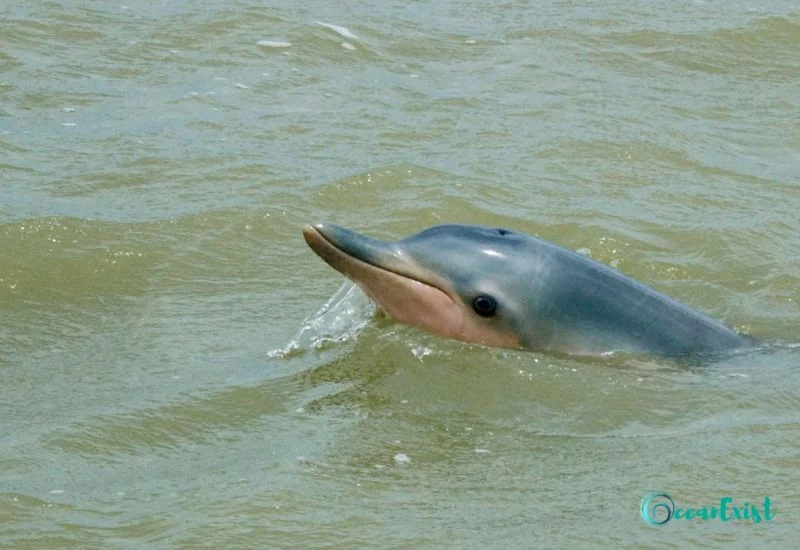 Guiana Dolphin