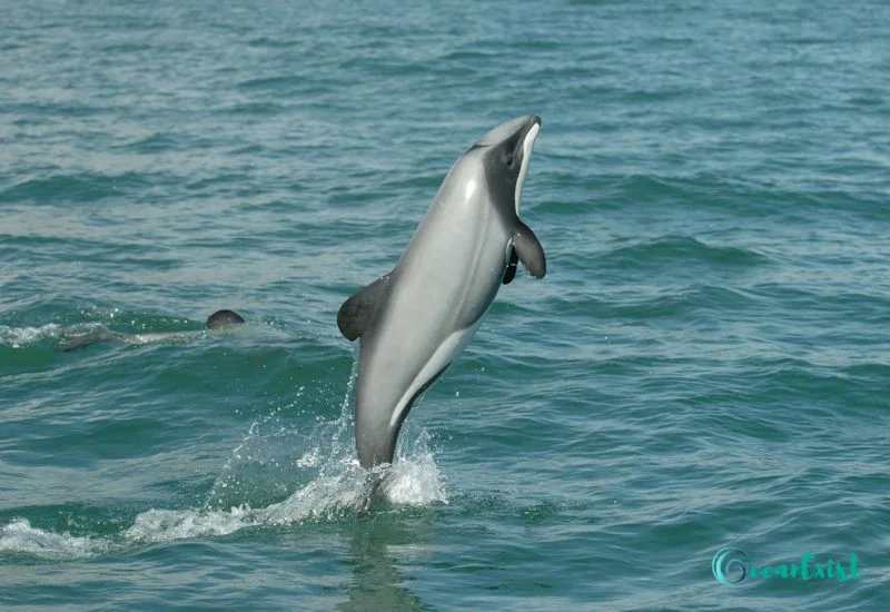 Hector's Dolphin