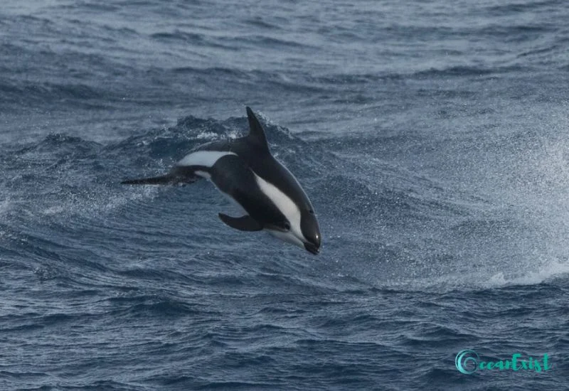 Hourglass Dolphin