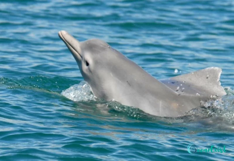 Indian Ocean Humpback Dolphin