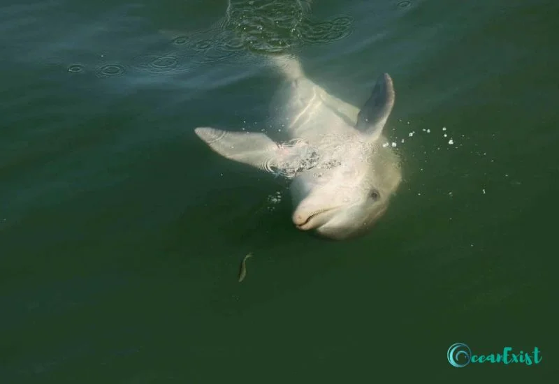 Indo-Pacific Bottlenose Dolphin