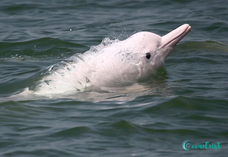 Indo-Pacific Humpback Dolphin