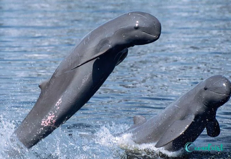 Irrawaddy Dolphin