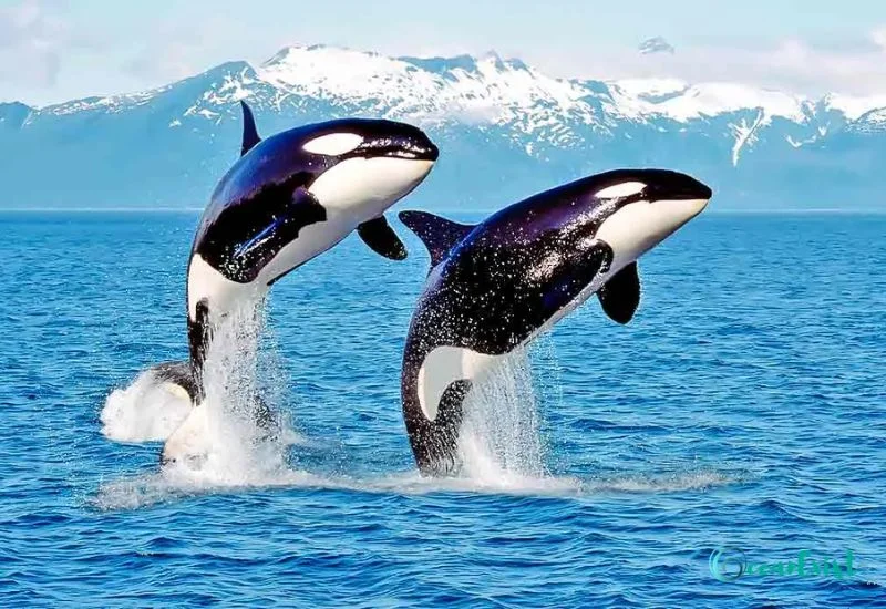 Killer Whale