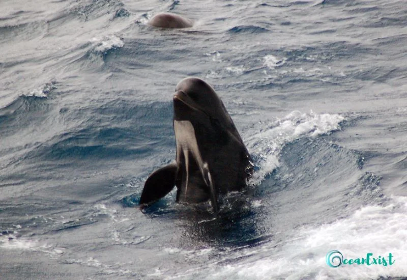 Long-Finned Pilot Whale