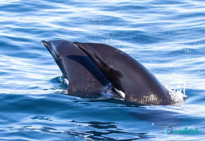 Northern Right Whale Dolphin