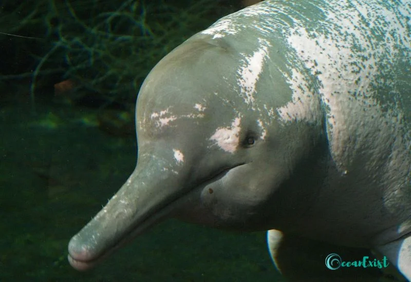 Orinoco river dolphin