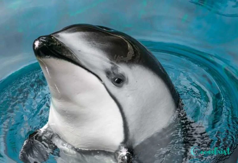 Pacific White-sided Dolphin