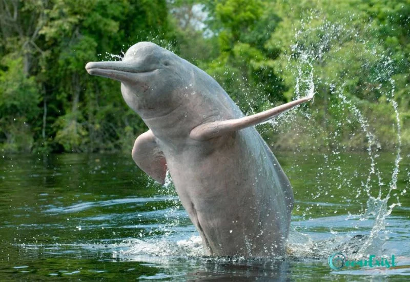 River Dolphins