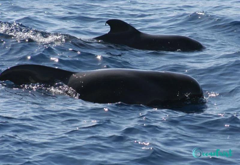 Short-Finned Pilot Whale