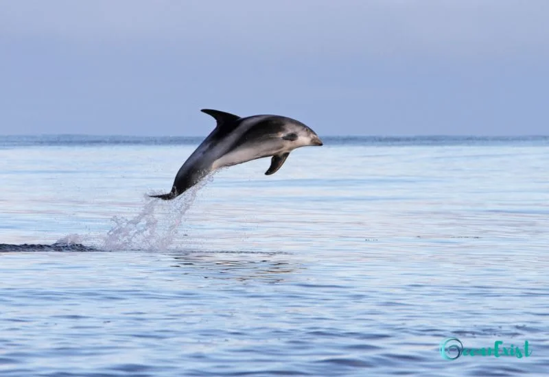 White-Beaked Dolphin