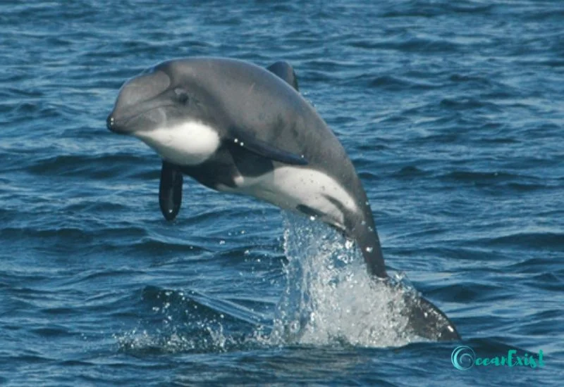 Chilean Dolphin