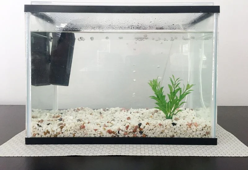 Aquarium Cycling Importance