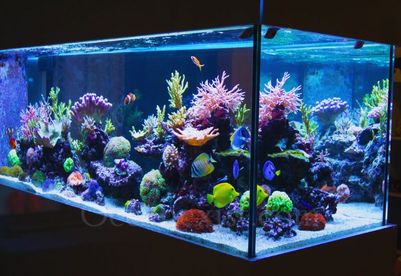 Aquarium Lighting Basics