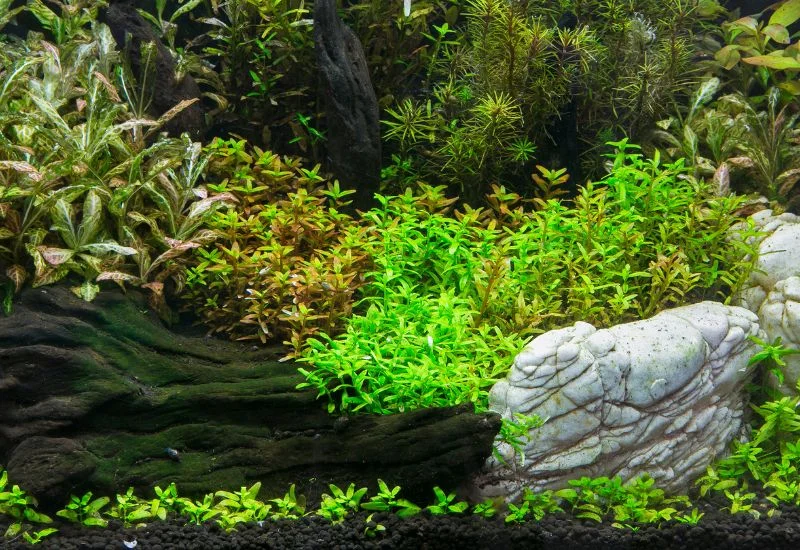 Aquatic Plant Basics