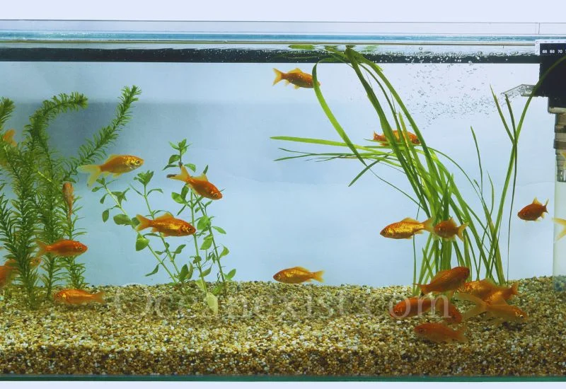 Aquarium Filtration