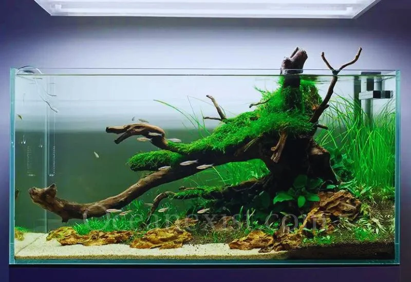 Aquarium Filtration