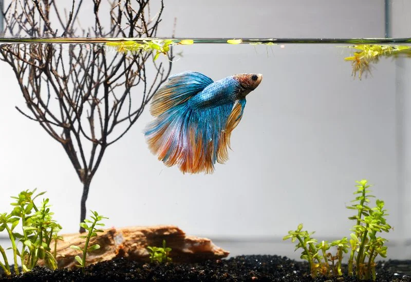 Betta Fish Care