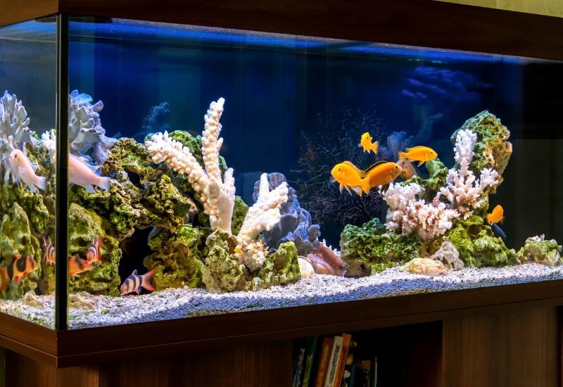 Choosing the Right Substrate for Your Aquarium