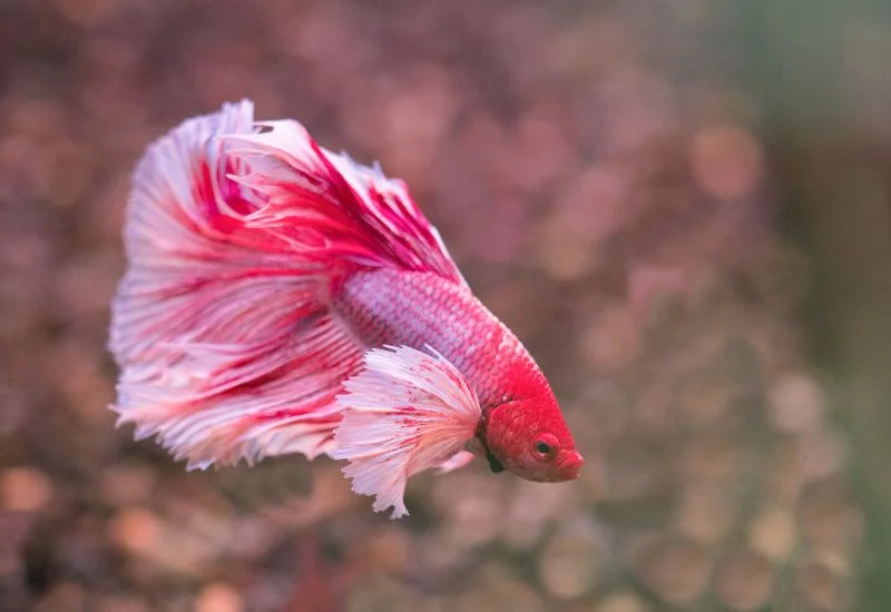 Cleaning and Maintenance of Betta Fish