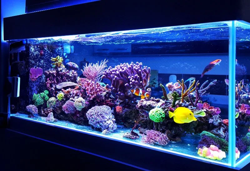 Fish Behavior in Aquarium