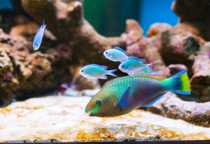 Fish Coloration