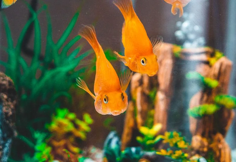 Freshwater Aquarium Disease Prevention, Recognition and Treatment