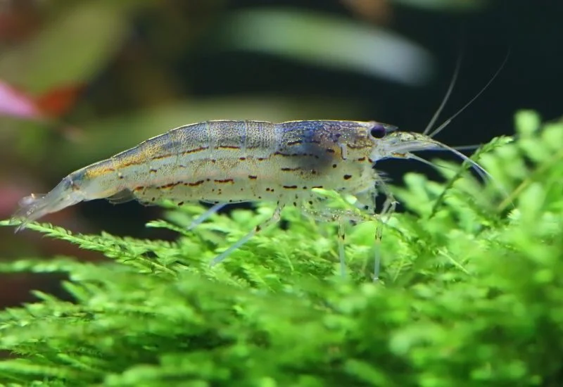 Ghost Shrimp