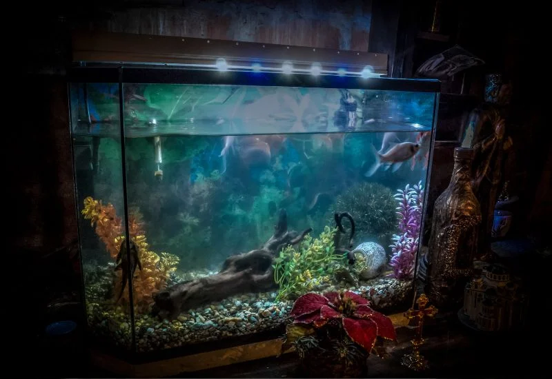 How to Cycle a Fish Tank_Aquarium