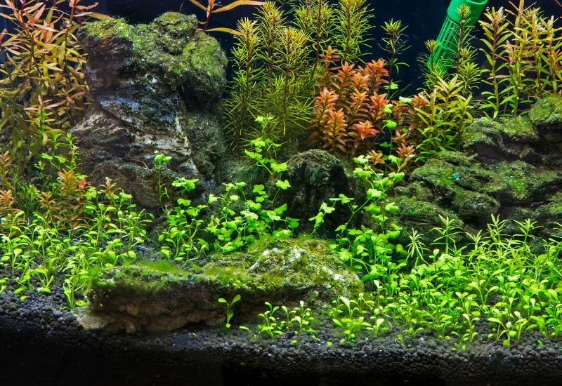 Importance of Plants in the Aquarium