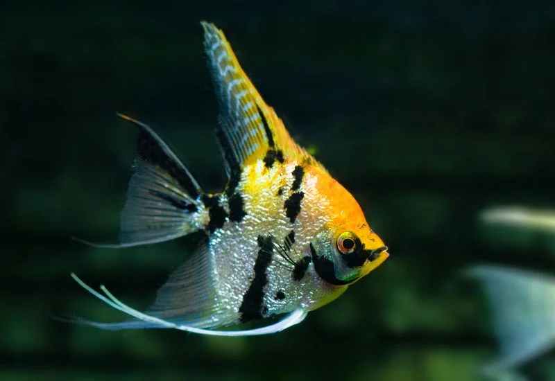 Optimizing Aquarium Environment for Healthy Fish Behavior