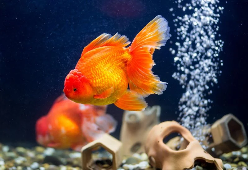 Signs of Overeating in Goldfish