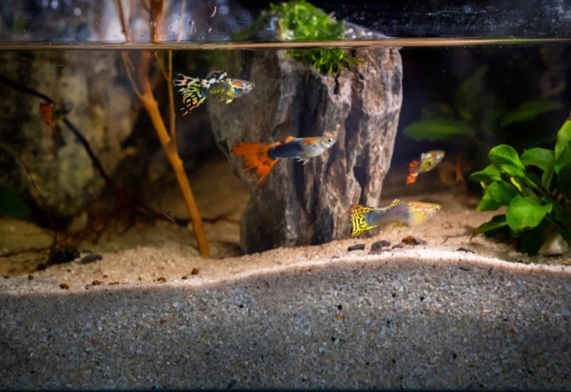 troubleshooting Common Aquascaping Issues