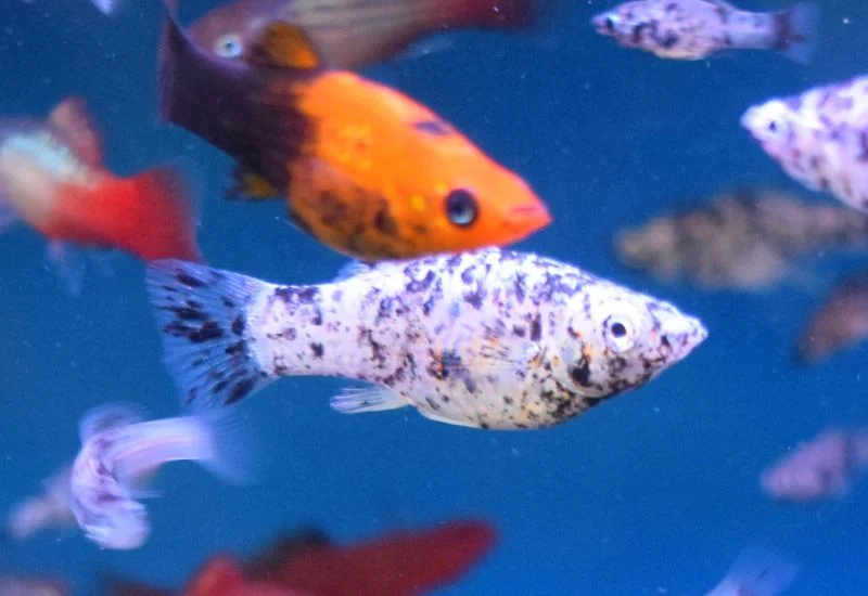 A Common Disease of Molly Fish