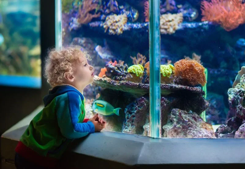 Aquarium The Ultimate Guide