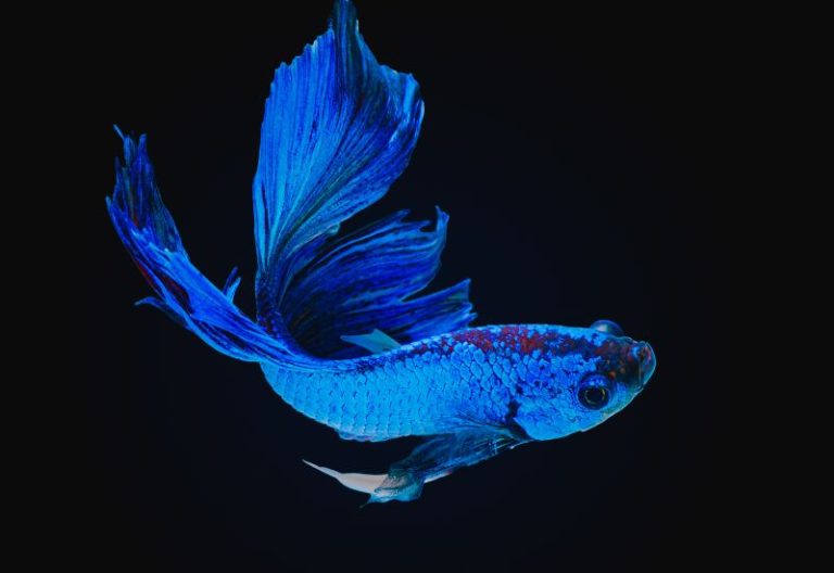 Betta Fish: A Complete Guide To Proper Care & Nutrition