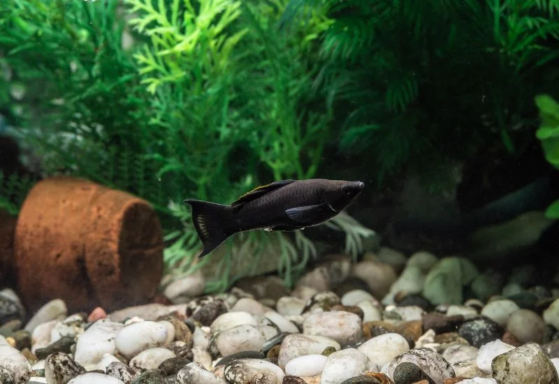 Care and Maintenance of Black Molly