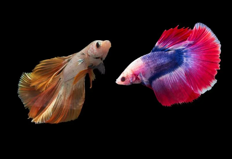 Factors Affecting the Life Cycle of Betta