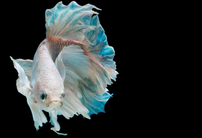 Betta Fish Behavior Before Death  

