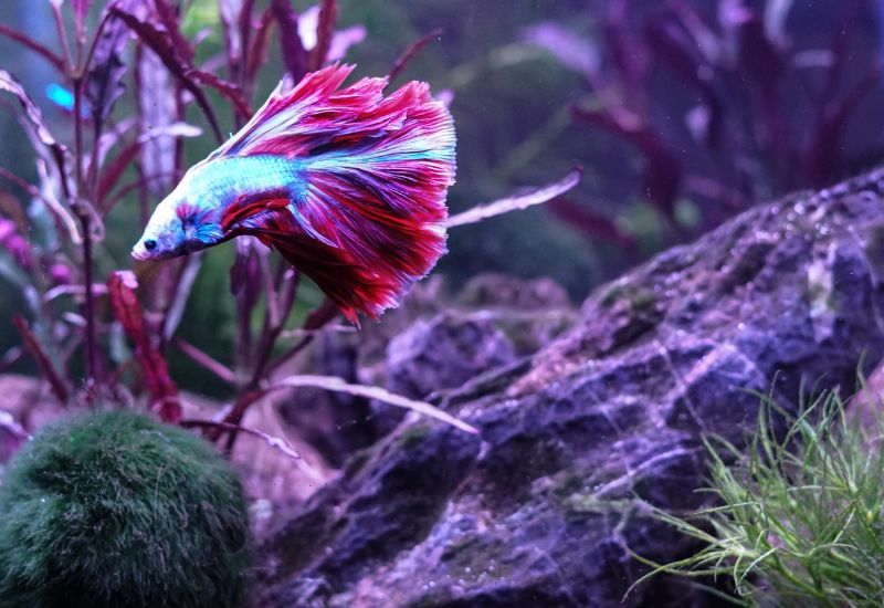 How Long Can Betta Fish Go Without Food