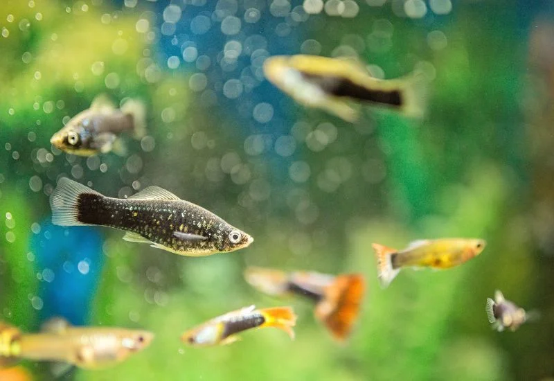 Overview of a Black Molly Fish